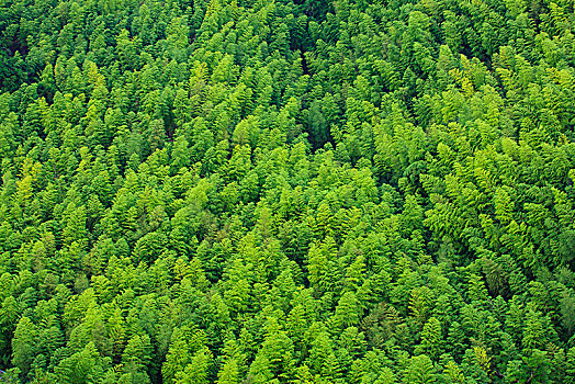 山,俯瞰,峡谷,森林,竹林