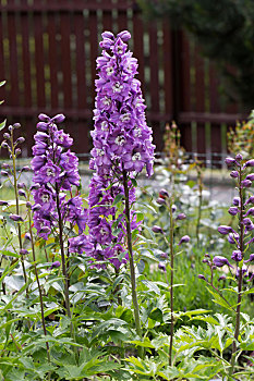 紫色,飞燕草,花,花园