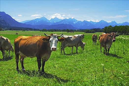 牛,草地,巴伐利亚,德国