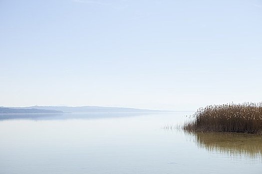 海洋,芦苇