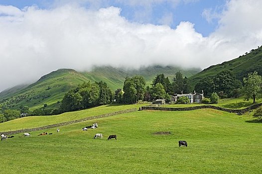 英格兰,坎布里亚,靠近,母牛,放牧,斜坡,落下,薄雾