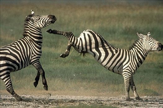 白氏斑马,斑马,塞伦盖蒂国家公园,坦桑尼亚