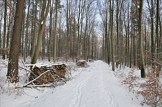 林中小径,自然公园,冬天,巴登符腾堡,德国,欧洲