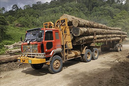 卡车,木料,伐木,区域,丹浓谷保护区,婆罗洲,马来西亚
