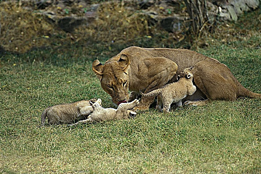 非洲狮,狮子,母兽,幼兽