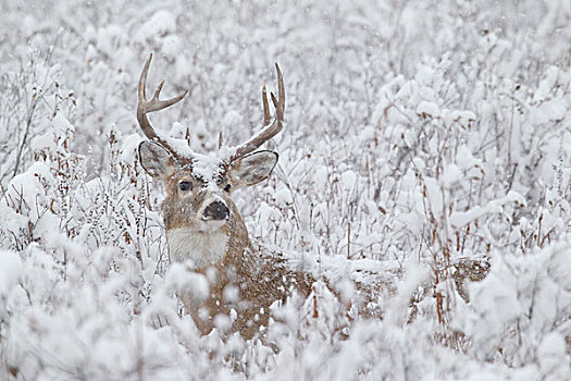 白尾鹿,公鹿,冬天
