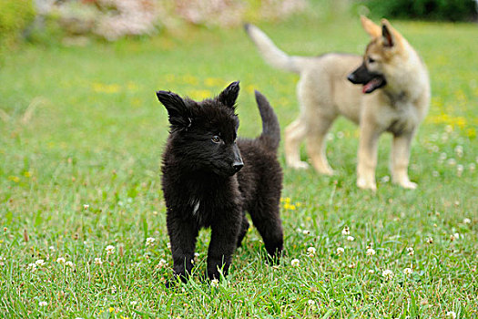 两个,小狗,小动物,草地,巴伐利亚,德国