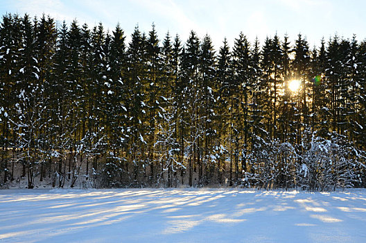 冬天,冬日树林,逆光