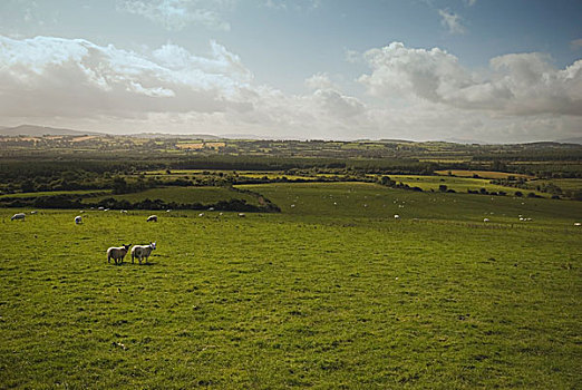 绵羊,放牧,土地,山,背景,蒂珀雷里郡,爱尔兰