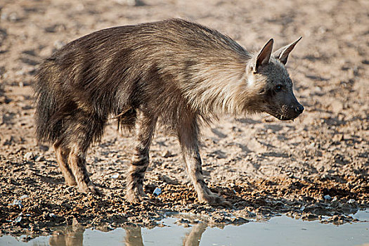 褐色,鬣狗,水潭,卡拉哈迪大羚羊国家公园,北开普,南非,非洲