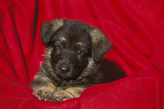 德国牧羊犬,狗,肖像,小狗,红色,布