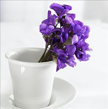 紫罗兰,堇菜属