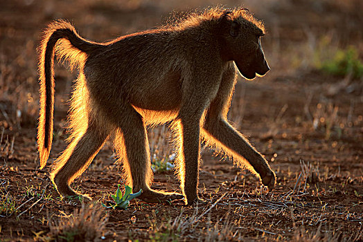 南非大狒狒,豚尾狒狒,成年,雄性,逆光,日落,克鲁格国家公园,南非,非洲