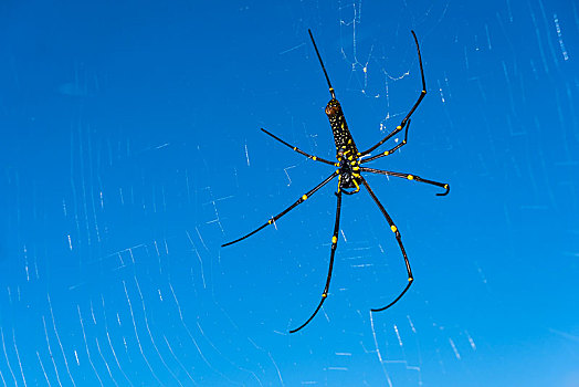 金色,蜘蛛丝,上郎蜘蛛,悬挂,蜘蛛网,地区,尼泊尔,亚洲