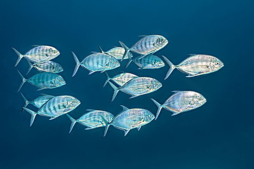 蓝色,鲹,鲭,游动,公海,环礁,马尔代夫,亚洲