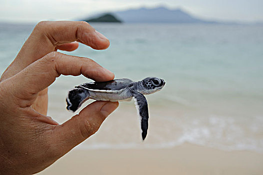 绿海龟,龟类,孵化动物,国家公园,沙捞越,婆罗洲,马来西亚