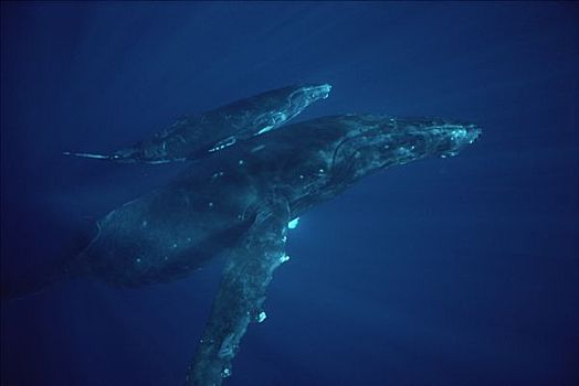 驼背鲸,大翅鲸属,鲸鱼,科纳海岸,夏威夷