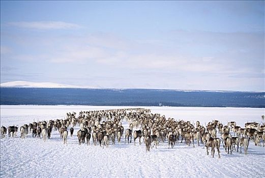 驯鹿,雪地,瑞典