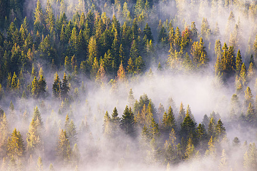 晨雾,云杉,冷杉,树林,温暖,阳光