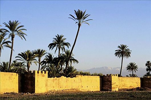 城墙,棕榈树,背景,玛拉喀什,摩洛哥