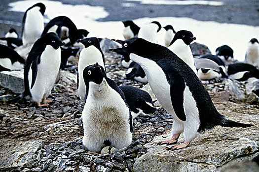南极,阿德利企鹅,典礼,孵化,幼禽