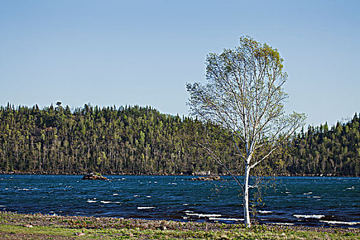 孤木,靠近,水,桑德贝,安大略省,加拿大