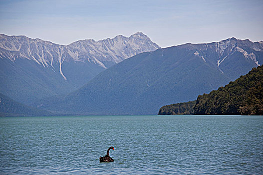 黑天鹅,新西兰,纳尔逊,湖,国家公园