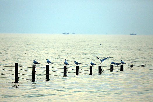 山东省日照市,清晨的海边海鸥云集,市民拍照打卡乐在其中