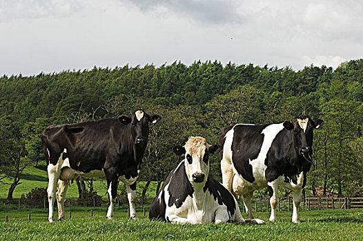 奶牛,土地,初夏,坎布里亚