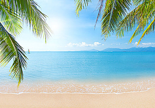 棕榈树,热带沙滩