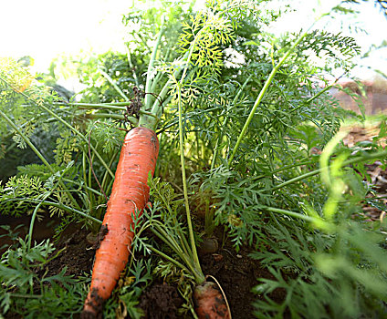 蔬菜白菜萝卜
