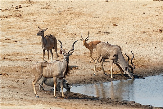 捻角羚,羚羊,喝,泥,水坑