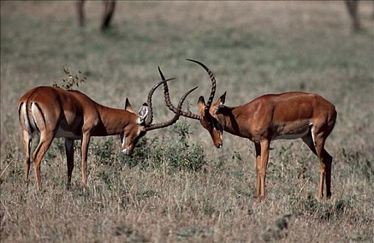 黑斑羚,争斗,雄性,禁猎区,肯尼亚