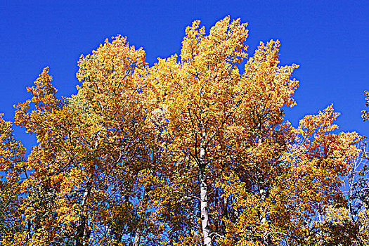 白杨,满,秋色,不列颠哥伦比亚省,加拿大