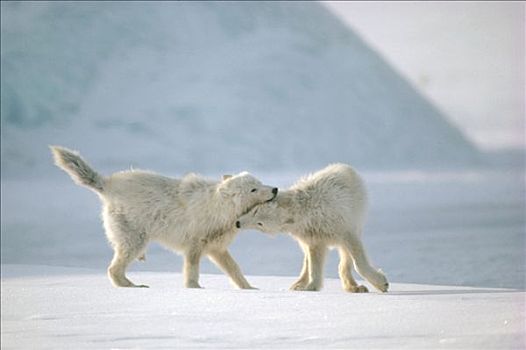 北极狼,狼,幼小,玩,艾利斯摩尔岛,加拿大