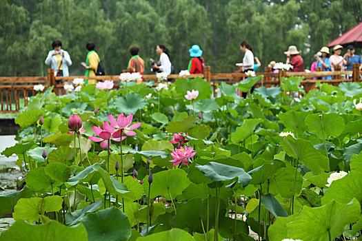 微山湖湿地荷花醉游人