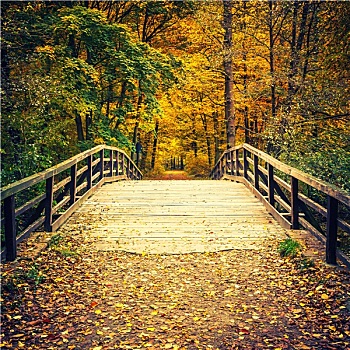 桥,秋日树林