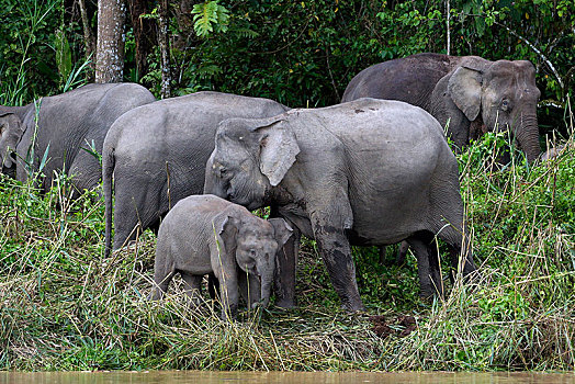 婆罗洲,俾格米人,大象,象属,牧群,河,雨林,沙巴,马来西亚,亚洲