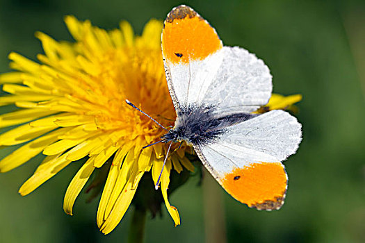 橙色尖翅粉蝶,蝴蝶,雄性,进食,蒲公英,花,南威尔士,英国,欧洲