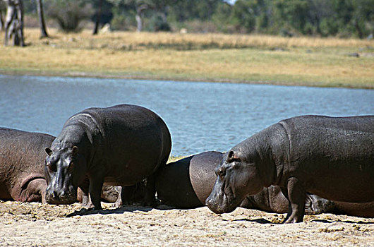 四个,河马,休息,靠近,水坑,万基国家公园,津巴布韦