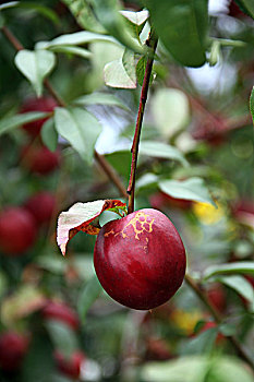 油桃,果实生长在树上