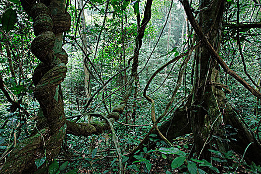 蔓藤,高原,国家公园,加蓬