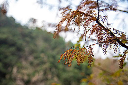 桂林山水