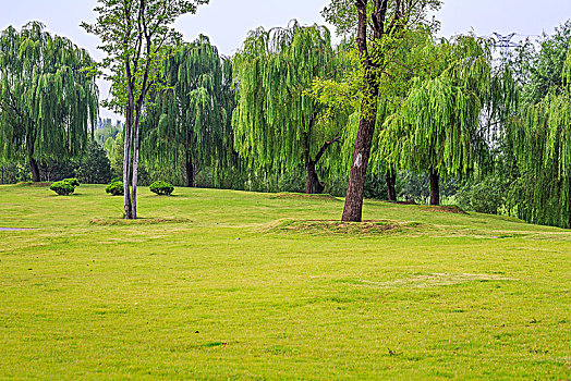 绿树草坪,园林景观