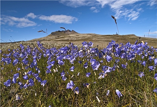 冰岛,野花