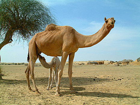 幼仔,骆驼,喂食,沙漠,印度