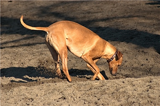 罗德西亚背脊犬