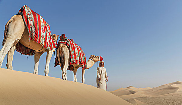 贝多因人,两个,骆驼,沙漠,迪拜,阿联酋