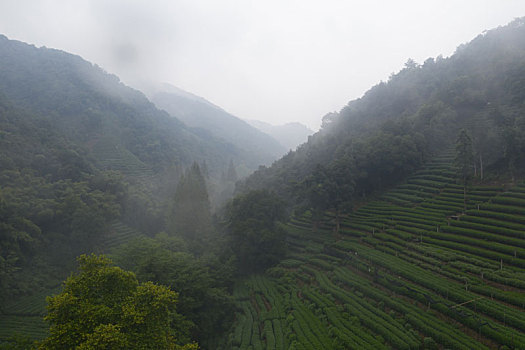 航拍西湖龙井村