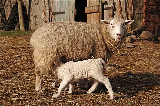 绵羊,吸吮,白色,羊羔,梅克伦堡前波莫瑞州,德国,欧洲